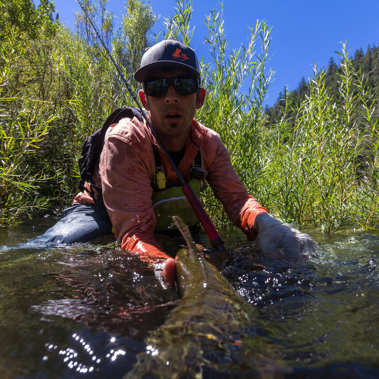 Drought, Trout, and Willows. Robby Hogg releases a Middle Fork Brown Trout